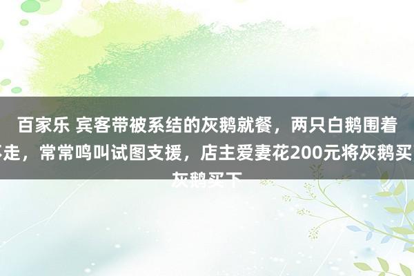 百家乐 宾客带被系结的灰鹅就餐，两只白鹅围着不走，常常鸣叫试图支援，店主爱妻花200元将灰鹅买下