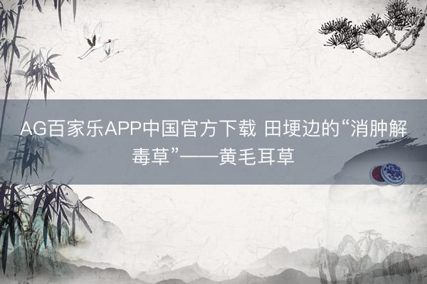 AG百家乐APP中国官方下载 田埂边的“消肿解毒草”——黄毛